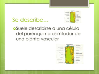 Se describe…Suele describirse a una célula del parénquima asimilador de una planta vascular