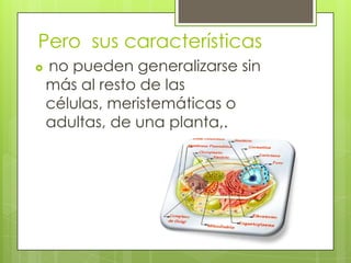 Pero  sus característicasno pueden generalizarse sin más al resto de las células, meristemáticas o adultas, de una planta,.