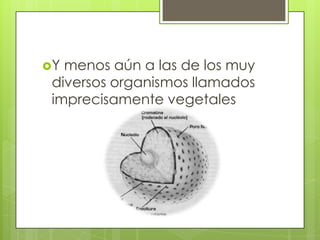 Y menos aún a las de los muy diversos organismos llamados imprecisamente vegetales