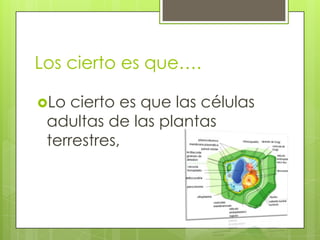 Los cierto es que….Lo cierto es que las células adultas de las plantas terrestres, 