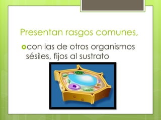 Presentan rasgos comunes, con las de otros organismos sésiles, fijos al sustrato