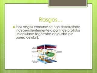                   Rasgos…Esos rasgos comunes se han desarrollado independientemente a partir de protistas unicelulares fagótrofos desnudos (sin pared celular).