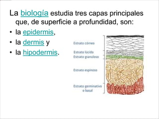 La biología estudia tres capas principales
que, de superficie a profundidad, son:
• la epidermis,
• la dermis y
• la hipodermis.
 