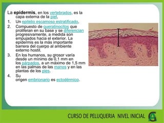 La epidermis, en los vertebrados, es la
capa externa de la piel,
1. Un epitelio escamoso estratificado,
2. Compuesto de queratinocitos que
proliferan en su base y se diferencian
progresivamente, a medida son
empujados hacia el exterior. La
epidermis es la más importante
barrera del cuerpo al ambiente
externo hostil.
3. En los humanos, su grosor varía
desde un mínimo de 0,1 mm en
los párpados, a un máximo de 1,5 mm
en las palmas de las manos y en las
plantas de los pies.
4. Su
origen embrionario es ectodérmico.
 