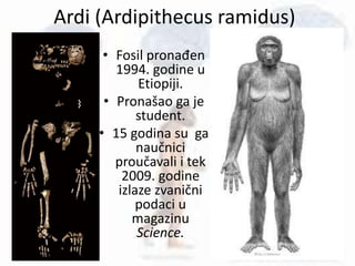 • Fosil pronađen
1994. godine u
Etiopiji.
• Pronašao ga je
student.
• 15 godina su ga
naučnici
proučavali i tek
2009. godine
izlaze zvanični
podaci u
magazinu
Science.
Ardi (Ardipithecus ramidus)
 