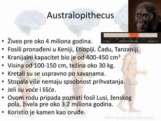 Australopithecus
• Živeo pre oko 4 miliona godina.
• Fosili pronađeni u Keniji, Etiopiji. Čadu, Tanzaniji.
• Kranijalni kapacitet bio je od 400-450 cm3 .
• Visina od 100-150 cm, težina oko 30 kg.
• Kretali su se uspravno po savanama.
• Stopala više nemaju spsobnost prihvatanja.
• Jeli su voće i lišće.
• Ovom rodu pripada poznati fosil Lusi, ženskog
pola, živela pre oko 3.2 miliona godina.
• Koristio je kamen kao oruđe.
 