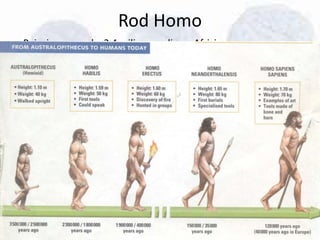 Rod Homo
• Pojavio se pre oko 2.4 miliona godina u Africi.
• Obuhvata nekoliko važnih vrsta:
-Homo habilis
-Homo erectus
-Homo sapiens neanertalensis
-Homo sapiens sapiens
 