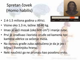 Spretan čovek
(Homo habilis)
• 2.4-1.5 miliona godina u Africi.
• Visine oko 1.3 m, težine 30-40 kg.
• Imao je veći mozak (oko 600 cm3) i manje zube.
• Prvi je izrađivao i koristio oruđe od kamena npr.
kamene oštrice za sečenje mesa.
• Na osnovu građe zuba zaključeno je da je jeo i
biljnu i životinjsku hranu.
• Neki naučnici ga ne priznaju kao posebnu vrstu.
 