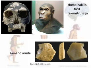 Homo habilis-
fosil i
rekonstrukcija
Kameno oruđe
 