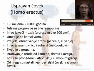 Uspravan čovek
(Homo erectus)
• 1.8 miliona-300.000 godina.
• Telesne proporcije su bile raznovrsne.
• Imao je veći mozak (u proseku oko 900 cm3).
• Umeo je da koristi vatru.
• Pre jela, obrađivao je hranu (pečenje, kuvanje).
• Imao je manju vilicu i zube slične čovekovim.
• Živeo je u grupama.
• Izrađivao je oruđe od kamena, drveta i kostiju.
• Fosili su pronađeni u Africi, Aziji i Evropi-migracije.
• Od njega su nastali neandertalski čovek i razuman
čovek.
 