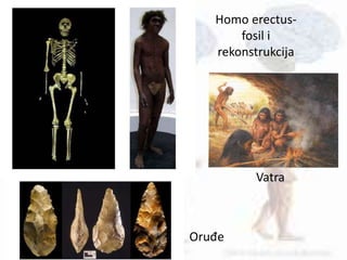 Homo erectus-
fosil i
rekonstrukcija
Oruđe
Vatra
 