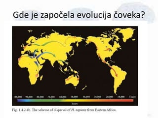 Gde je započela evolucija čoveka?
• U Africi.
• Iako se brojni fosili pronalaze širom planete,
najveći broj njih pronađen je upravo u Africi
(centralna i jugoistočna Afrika).
• Preci ‘’modernog čoveka’’ živeli su u Africi do
pre oko 70.000 godina, a nakon tog prvo prešli
u Evropu, zatim pre oko 30.000 godina naselili
su Australiju a pre oko 15.000 Ameriku.
 