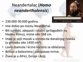 Neandertalac (Homo
neanderthalensis)
• 230.000-30.000 godina.
• Ime dobio po mestu Neandertal.
• Bili su niski, zdepasti i snažni (prilagođein na
hladnu klimu), visine oko 168 cm.
• Imao je veći mozak u osnosu na današnjeg čoveka
(u proseku oko 1450 cm3).
• Lovio mamute i krzno koristio za oblačenje.
• Brinuo o bolesnima i zakopavao mrtve.
• Živeo je u Africi, Evropi i Aziji.
 