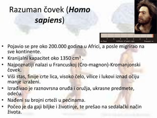 Razuman čovek (Homo
sapiens)
• Pojavio se pre oko 200.000 godina u Africi, a posle migrirao na
sve kontinente.
• Kranijalni kapacitet oko 1350 cm3 .
• Najpoznatiji nalazi u Francuskoj (Cro-magnon)-Kromanjonski
čovek.
• Viši stas, finije crte lica, visoko čelo, vilice i lukovi iznad očiju
manje izraženi.
• Izrađivao je raznovrsna oruđa i oružja, ukrasne predmete,
odeću.
• Nađeni su brojni crteži u pećinama.
• Počeo je da gaji biljke i životinje, te prešao na sedalački način
života.
 