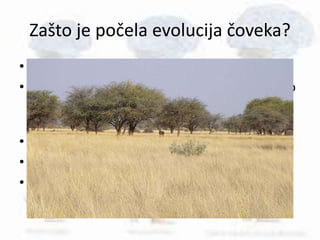 Zašto je počela evolucija čoveka?
• Teorija o promeni klime.
• Klima je postajala sve suvlja, drveće je postalo
ređe, tj. nastajali su prostori visoke trave sa
pojedinačnim drvećem-savane.
• Primati silaze sa drveća u potrazi za hranom.
• Počinju da se kreću dvonožno.
• Tek nakon toga kreće povećanje kranijalnog
kapaciteta.
 