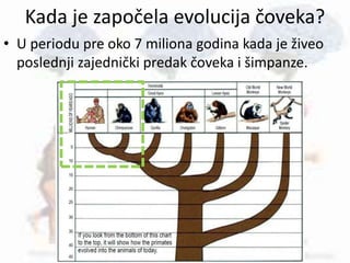 Kada je započela evolucija čoveka?
• U periodu pre oko 7 miliona godina kada je živeo
poslednji zajednički predak čoveka i šimpanze.
 