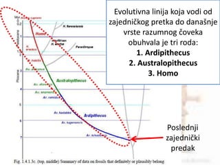 Evolutivna linija koja vodi od
zajedničkog pretka do današnje
vrste razumnog čoveka
obuhvala je tri roda:
1. Ardipithecus
2. Australopithecus
3. Homo
Poslednji
zajednički
predak
 