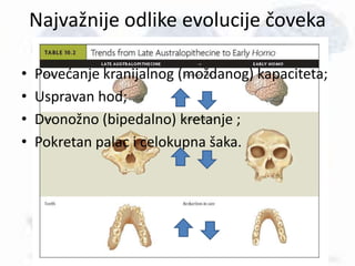 • Povećanje kranijalnog (moždanog) kapaciteta;
• Uspravan hod;
• Dvonožno (bipedalno) kretanje ;
• Pokretan palac i celokupna šaka.
Najvažnije odlike evolucije čoveka
 