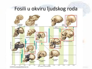Fosili u okviru ljudskog roda
 