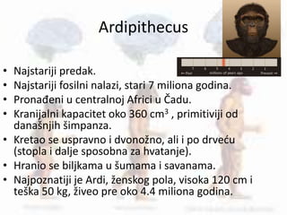 Ardipithecus
• Najstariji predak.
• Najstariji fosilni nalazi, stari 7 miliona godina.
• Pronađeni u centralnoj Africi u Čadu.
• Kranijalni kapacitet oko 360 cm3 , primitiviji od
današnjih šimpanza.
• Kretao se uspravno i dvonožno, ali i po drveću
(stopla i dalje sposobna za hvatanje).
• Hranio se biljkama u šumama i savanama.
• Najpoznatiji je Ardi, ženskog pola, visoka 120 cm i
teška 50 kg, živeo pre oko 4.4 miliona godina.
 