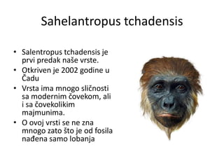 Sahelantropus tchadensis
• Salentropus tchadensis je
prvi predak naše vrste.
• Otkriven je 2002 godine u
Čadu
• Vrsta ima mnogo sličnosti
sa modernim čovekom, ali
i sa čovekolikim
majmunima.
• O ovoj vrsti se ne zna
mnogo zato što je od fosila
nađena samo lobanja

 