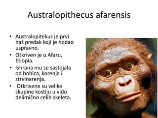 Australopithecus afarensis
• Australopitekus je prvi
naš predak koji je hodao
uspravno.
• Otkriven je u Afaru,
Etiopia.
• Ishrana mu se sastojala
od bobica, korenja i
strvinarenja.
• Otkrivene su velike
skupine kostiju u vidu
delimično celih skeleta.

 