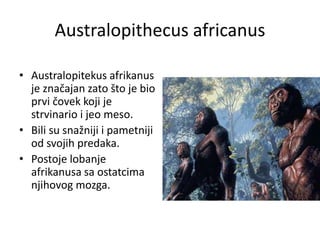 Australopithecus africanus
• Australopitekus afrikanus
je značajan zato što je bio
prvi čovek koji je
strvinario i jeo meso.
• Bili su snažniji i pametniji
od svojih predaka.
• Postoje lobanje
afrikanusa sa ostatcima
njihovog mozga.

 