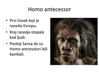 Homo antecessor
• Prvi čovek koji je
naselio Evropu.
• Kraj razvoja stopala
kod ljudi.
• Postoji šansa da su
Homo antcesstori bili
kanibali.

 