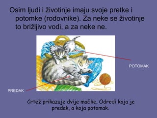 Osim ljudi i životinje imaju svoje pretke i
potomke (rodovnike). Za neke se životinje
to brižljivo vodi, a za neke ne.

POTOMAK

PREDAK

Crtež prikazuje dvije mačke. Odredi koja je
predak, a koja potomak.

 