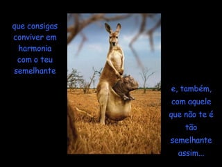 que consigas conviver em harmonia com o teu semelhante e, também, com aquele que não te é tão semelhante assim... 