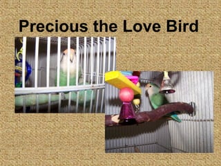 Precious the Love Bird 