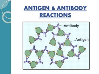 ANTIGEN & ANTIBODY
REACTIONS
 