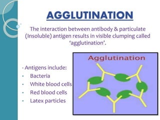 AGGLUTINATION
The interaction between antibody & particulate
(Insoluble) antigen results in visible clumping called
‘agglutination’.
- Antigens include:
• Bacteria
• White blood cells
• Red blood cells
• Latex particles
 