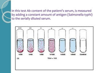 In this test Ab content of the patient’s serum, is measured
by adding a constant amount of antigen (Salmonella typhi)
to the serially diluted serum.
 