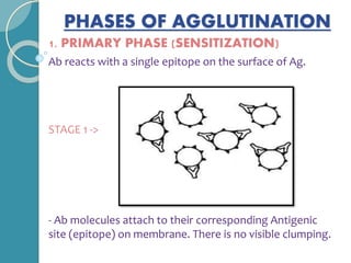 PHASES OF AGGLUTINATION
1. PRIMARY PHASE (SENSITIZATION)
Ab reacts with a single epitope on the surface of Ag.
STAGE 1 ->
- Ab molecules attach to their corresponding Antigenic
site (epitope) on membrane. There is no visible clumping.
 