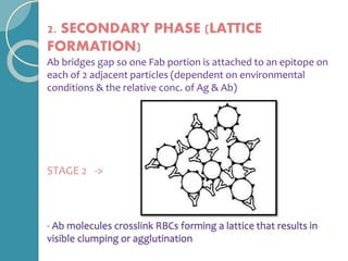 2. SECONDARY PHASE (LATTICE
FORMATION)
Ab bridges gap so one Fab portion is attached to an epitope on
each of 2 adjacent particles (dependent on environmental
conditions & the relative conc. of Ag & Ab)
STAGE 2 ->
- Ab molecules crosslink RBCs forming a lattice that results in
visible clumping or agglutination
 