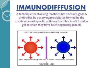 IMMUNODIFFFUSION
A technique for studying reactions between antigens &
antibodies by observing precipitates formed by the
combination of specific antigens & antibodies diffused in
gel in which they have been separately placed.
 