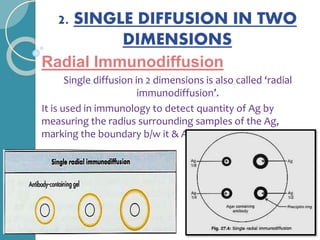 2. SINGLE DIFFUSION IN TWO
DIMENSIONS
Radial Immunodiffusion
Single diffusion in 2 dimensions is also called ‘radial
immunodiffusion’.
It is used in immunology to detect quantity of Ag by
measuring the radius surrounding samples of the Ag,
marking the boundary b/w it & Ab.
 