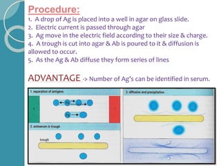 Procedure:
1. A drop of Ag is placed into a well in agar on glass slide.
2. Electric current is passed through agar
3. Ag move in the electric field according to their size & charge.
4. A trough is cut into agar & Ab is poured to it & diffusion is
allowed to occur.
5. As the Ag & Ab diffuse they form series of lines
ADVANTAGE -> Number of Ag’s can be identified in serum.
 