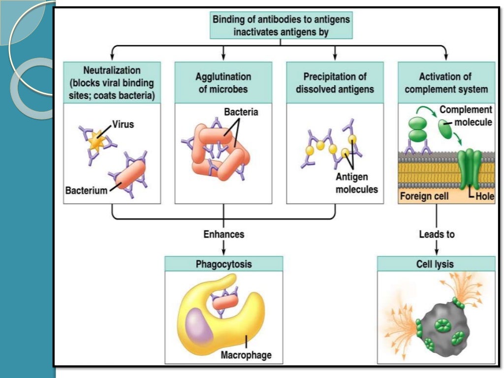 AntigenAntibody Reactions