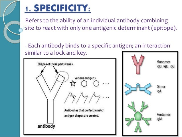 antibody reactivity and specificity