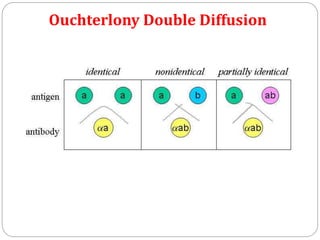 Ouchterlony Double Diffusion
 