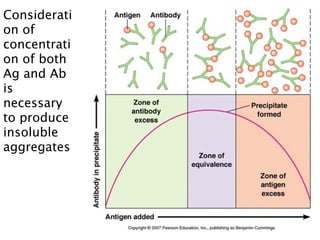Considerati
on of
concentrati
on of both
Ag and Ab
is
necessary
to produce
insoluble
aggregates
 