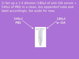 2) Set up a 1:4 dilution (180µl of anti-OA serum +
540µl of PBS) in a clean, dry eppendorf tube and
label accordingly. Set aside for now.

        540µl                       180µl
         PBS                        α-OA
 