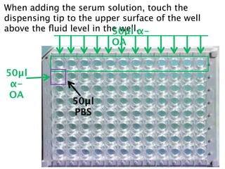 When adding the serum solution, touch the
dispensing tip to the upper surface of the well
above the ﬂuid level in the well.
                          50µl α-
                         OA


50µl
 α-
 OA
                50µl
                PBS
 