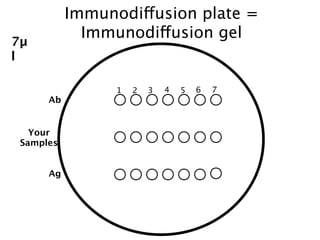 Immunodiffusion plate =
7µ
             Immunodiffusion gel
l

                 1   2   3   4   5   6   7
      Ab


   Your
 Samples


      Ag
 