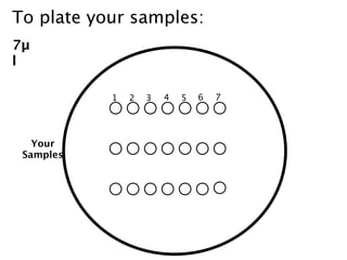 To plate your samples:
7µ
l

           1   2   3   4   5   6   7




   Your
 Samples
 
