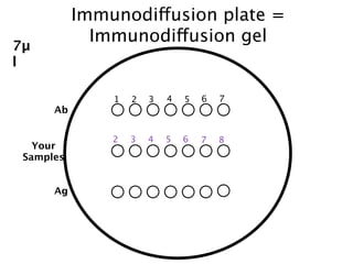 Immunodiffusion plate =
7µ
             Immunodiffusion gel
l

               1   2   3   4   5   6   7
      Ab

               2   3   4   5   6   7   8
   Your
 Samples


      Ag
 