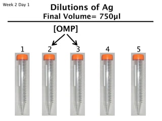 Week 2 Day 1
                Dilutions of Ag
               Final Volume= 750µl
                    [OMP]

       1        2       3     4      5
 