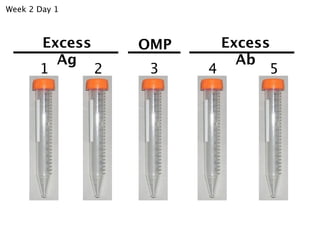 Week 2 Day 1



       Excess     OMP     Excess
         Ag                 Ab
       1      2    3    4       5
 